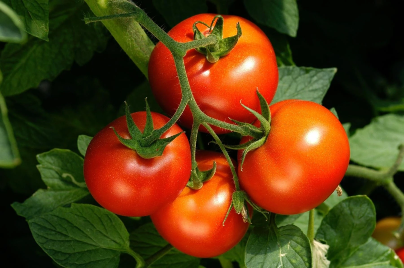 Chá de tomate